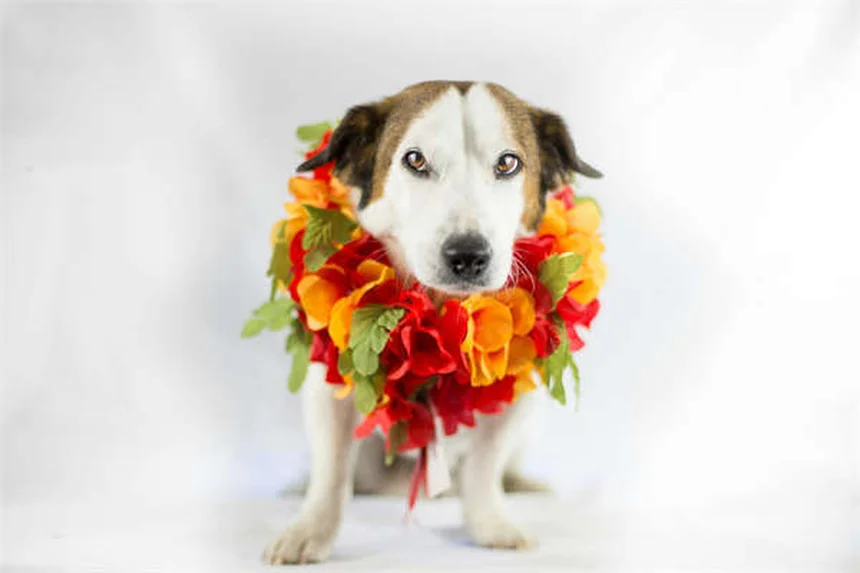 Renomegalie bei Frettchen: Symptome & Behandlung einfach erklärt