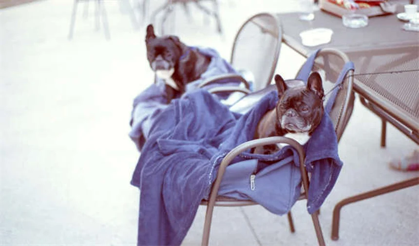 Alte Hunde erziehen: 5 bewährte Methoden für mehr Spaß im Alter